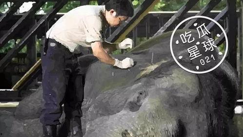 吃瓜星球图文,图文解读神秘星球的奇妙世界