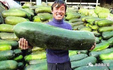 吃瓜瓜爱吃瓜,吃瓜瓜的瓜味人生