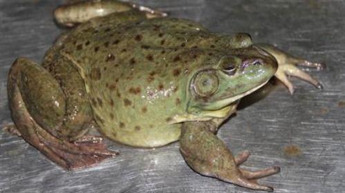 蛙吃瓜,探寻蛙类与瓜果的奇妙缘分