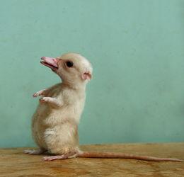 爬行很快的网红,网络世界中的速度与激情