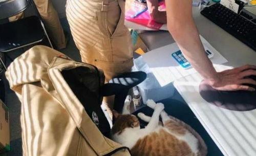 网红逮捕猫,背后真相引人深思