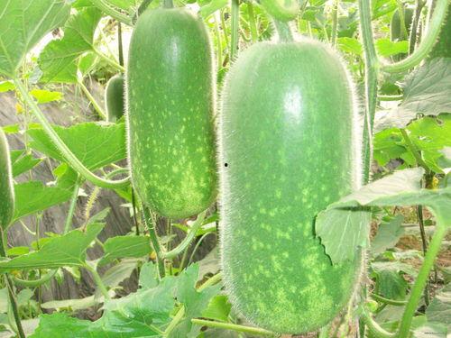 善堂网红吃瓜视频大全集,揭秘娱乐圈幕后真相