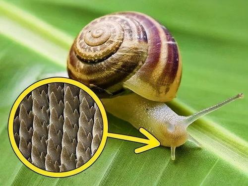 蜗牛吃哈密瓜死了,哈密瓜成致命诱惑