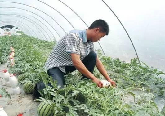 魏县吃瓜胸前有花