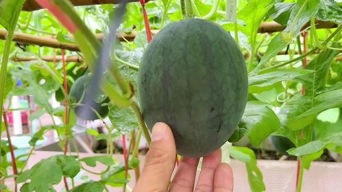 梦见收了好多瓜回家吃,丰收瓜果，满载而归的喜悦之旅