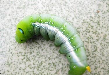 绿藻吃小瓜虫吗,探究绿藻是否捕食小瓜虫