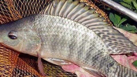 今日头条新闻罗非鱼,今日头条聚焦产业变革与市场前景