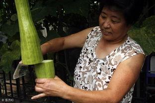 砍完的瓜怎么吃,砍瓜新食法探索