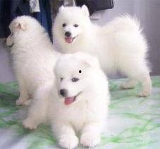 网红母萨摩,萌宠界的明星妈妈