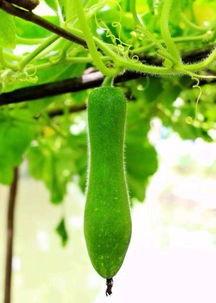 奇妙屋吃瓜群,揭秘娱乐圈幕后风云