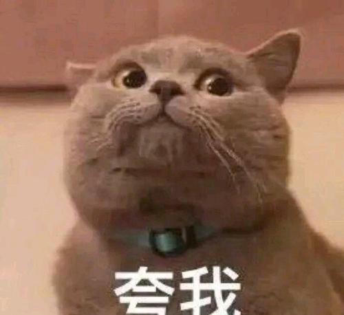 网红猫猫可爱头像,网红猫猫可爱头像大盘点